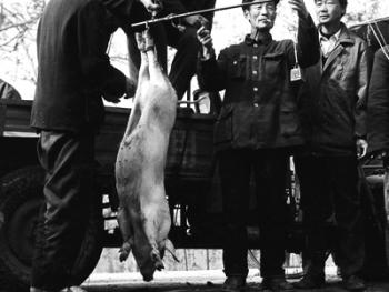 豬市經(jīng)紀人07